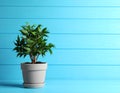 Beautiful green houseplant in pot on light blue wooden table, space for text. Royalty Free Stock Photo