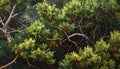 Thorny Evergreen Branches with Red Berries in Natural Light Royalty Free Stock Photo