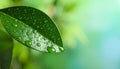 Macro photo of leaf with water drops on blurred green background. Space for text Royalty Free Stock Photo