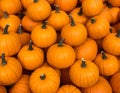 Pile of Pumpkins Royalty Free Stock Photo