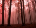 Ethereal Red Forest in Autumn Mist Royalty Free Stock Photo