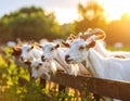 Herd of White Goats on a Farm at Sunset Royalty Free Stock Photo