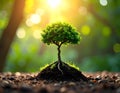 Small Tree Growing on a Mound Royalty Free Stock Photo
