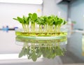 Seedlings Growing in Petri Dish Royalty Free Stock Photo
