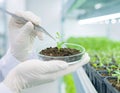 Plant Biotechnology Research Royalty Free Stock Photo