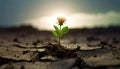 Resilience: A Flower\'s Struggle for Life Royalty Free Stock Photo