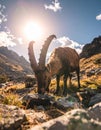 Amazing view of wild goat with long horns grazing on stony ground in mountainous vall Royalty Free Stock Photo