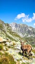Amazing view of wild goat with long horns grazing on stony ground in mountainous vall Royalty Free Stock Photo
