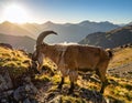 Amazing view of wild goat with long horns grazing on stony ground in mountainous vall Royalty Free Stock Photo