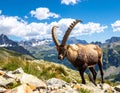 Amazing view of wild goat with long horns grazing on stony ground in mountainous vall Royalty Free Stock Photo