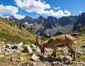 Amazing view of wild goat with long horns grazing on stony ground in mountainous vall Royalty Free Stock Photo