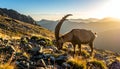 Amazing view of wild goat with long horns grazing on stony ground in mountainous vall Royalty Free Stock Photo