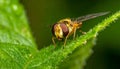 Details of a Yellow Hoverfly hidden in a green leaf Royalty Free Stock Photo