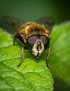 Details of a Yellow Hoverfly hidden in a green leaf Royalty Free Stock Photo