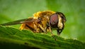 Details of a Yellow Hoverfly hidden in a green leaf Royalty Free Stock Photo