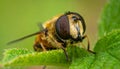 Details of a Yellow Hoverfly hidden in a green leaf Royalty Free Stock Photo