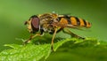 Details of a Yellow Hoverfly hidden in a green leaf Royalty Free Stock Photo