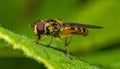 Details of a Yellow Hoverfly hidden in a green leaf Royalty Free Stock Photo