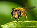 Details of a Yellow Hoverfly hidden in a green leaf Royalty Free Stock Photo