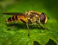 Details of a Yellow Hoverfly hidden in a green leaf Royalty Free Stock Photo