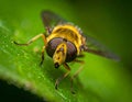 Details of a Yellow Hoverfly hidden in a green leaf Royalty Free Stock Photo