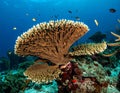 Elkhorn coral (Acropora palmata) is considered to be one of the most important reef Royalty Free Stock Photo