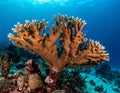 Elkhorn coral (Acropora palmata) is considered to be one of the most important reef Royalty Free Stock Photo