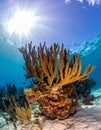 Elkhorn coral (Acropora palmata) is considered to be one of the most important reef Royalty Free Stock Photo
