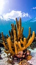 Elkhorn coral (Acropora palmata) is considered to be one of the most important reef Royalty Free Stock Photo