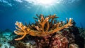 Elkhorn coral (Acropora palmata) is considered to be one of the most important reef Royalty Free Stock Photo