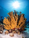 Elkhorn coral (Acropora palmata) is considered to be one of the most important reef Royalty Free Stock Photo