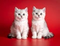 two kittens on a red background of Scottish breed Royalty Free Stock Photo