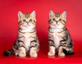 two kittens on a red background of Scottish breed Royalty Free Stock Photo