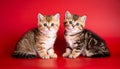 two kittens on a red background of Scottish breed Royalty Free Stock Photo