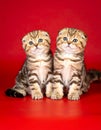 two kittens on a red background of Scottish breed Royalty Free Stock Photo