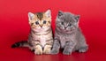 two kittens on a red background of Scottish breed Royalty Free Stock Photo