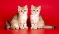 two kittens on a red background of Scottish breed Royalty Free Stock Photo