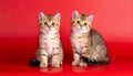 two kittens on a red background of Scottish breed Royalty Free Stock Photo