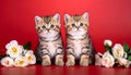 two kittens on a red background of Scottish breed Royalty Free Stock Photo