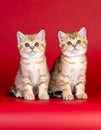 two kittens on a red background of Scottish breed Royalty Free Stock Photo