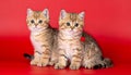 two kittens on a red background of Scottish breed Royalty Free Stock Photo