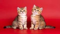 two kittens on a red background of Scottish breed Royalty Free Stock Photo
