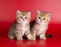 two kittens on a red background of Scottish breed Royalty Free Stock Photo