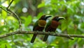 Colorful tropical birds perched on a branch in lush green forest. Royalty Free Stock Photo