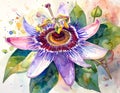 Exotic Passion Flower Watercolor Painting Royalty Free Stock Photo