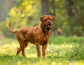 French Mastiff or Bordeauxdog Royalty Free Stock Photo