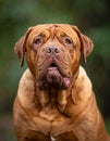 French Mastiff or Bordeauxdog Royalty Free Stock Photo
