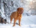 French Mastiff or Bordeauxdog Royalty Free Stock Photo