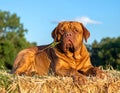 French Mastiff or Bordeauxdog Royalty Free Stock Photo
