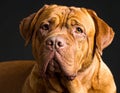 French Mastiff or Bordeauxdog Royalty Free Stock Photo